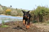 DOBERMANN 481